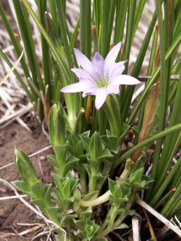 Image of Gentiana karelinii specimen.