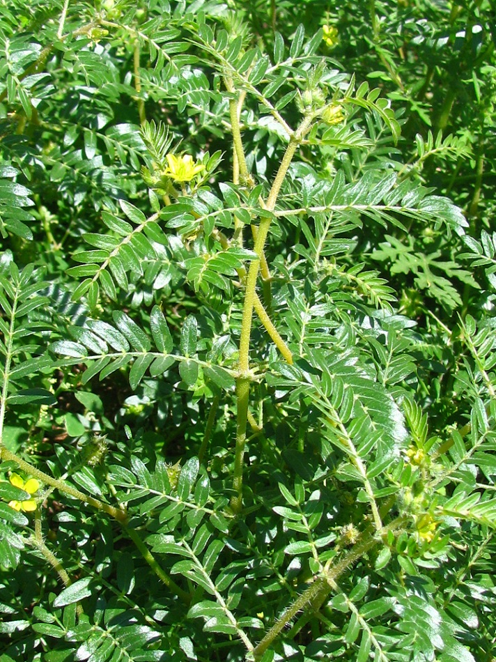 Image of Tribulus terrestris specimen.