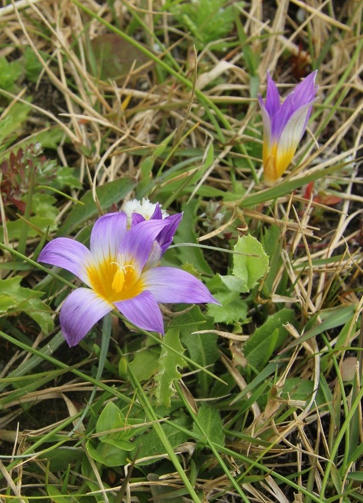 Image of Romulea clusiana specimen.