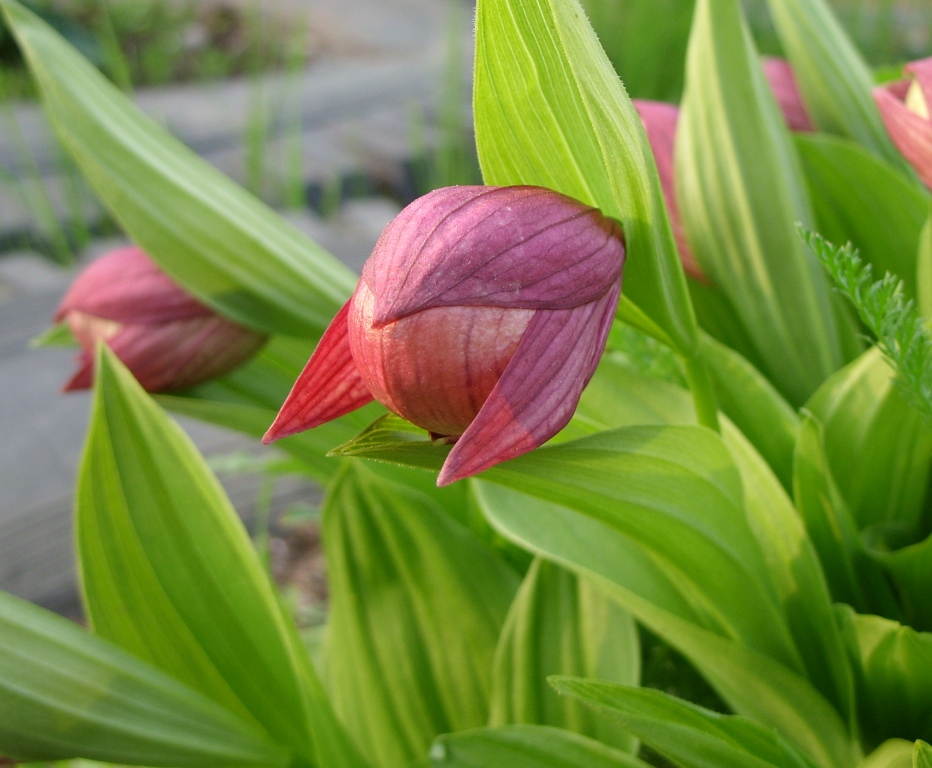 Image of Cypripedium macranthos specimen.