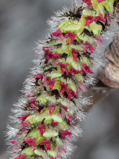 Image of Populus tremula specimen.