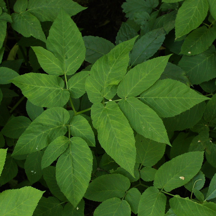 Image of Aegopodium podagraria specimen.