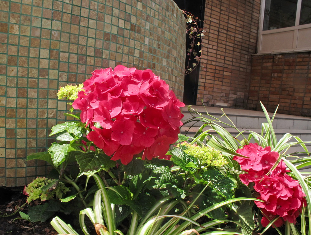 Image of Hydrangea macrophylla specimen.