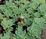 Rhodiola pachyclados. Цветущий и вегетирующие побеги. Германия, г. Krefeld, Ботанический сад. 10.06.2013.