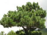 Pinus pallasiana