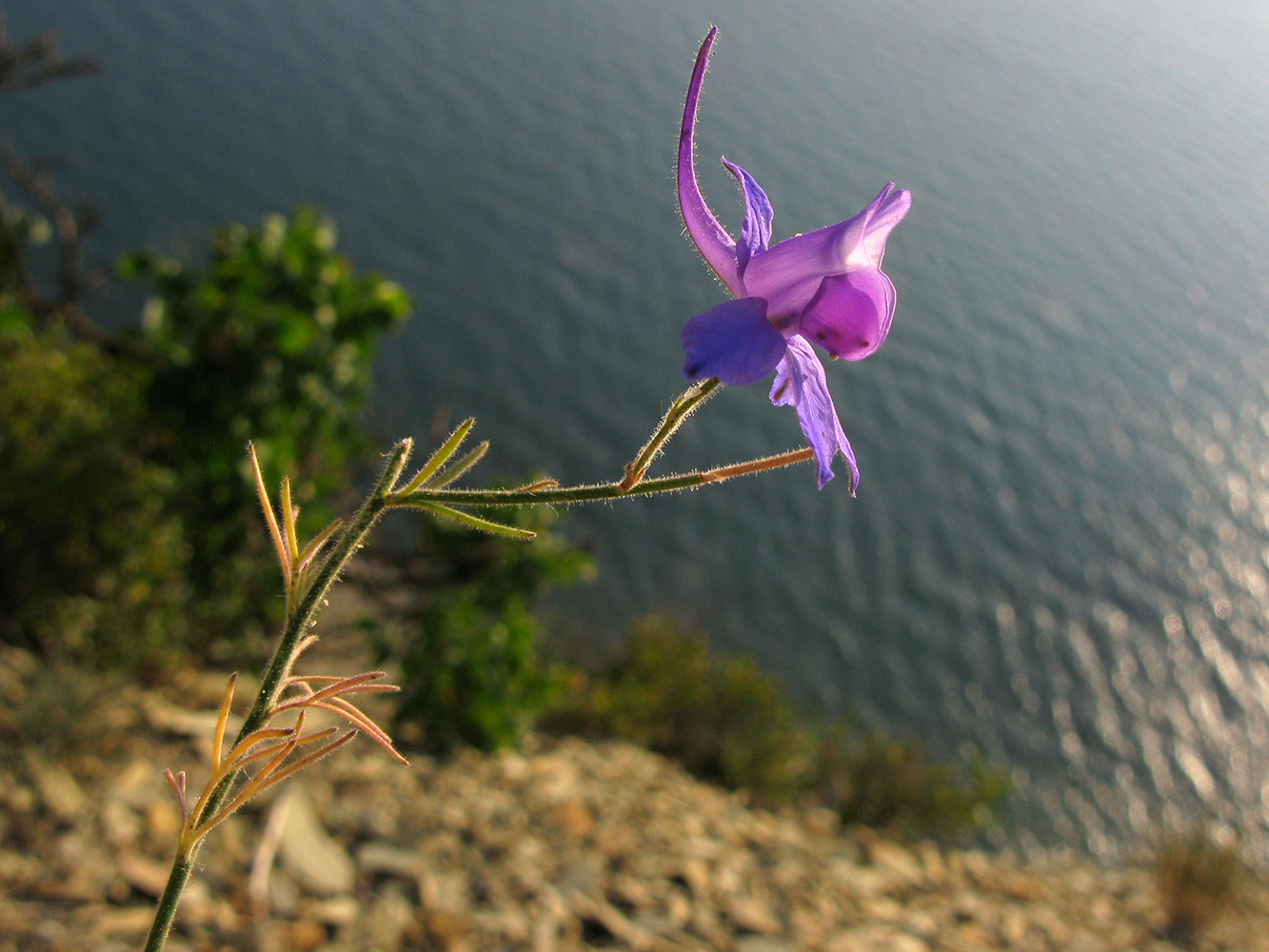 Image of Delphinium paniculatum specimen.