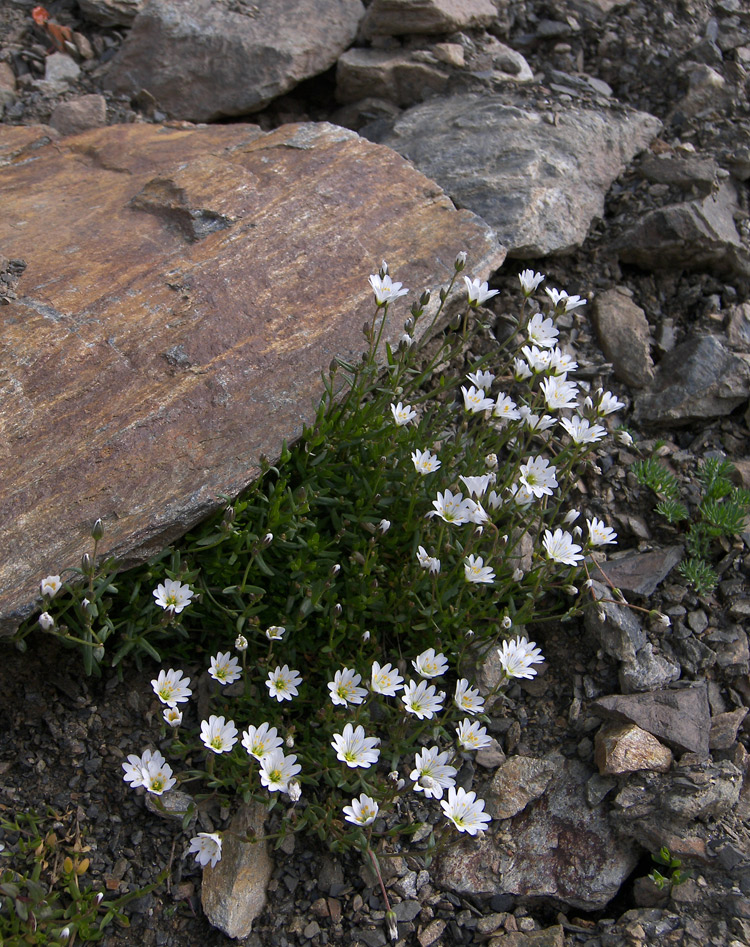 Изображение особи Dichodon cerastoides.