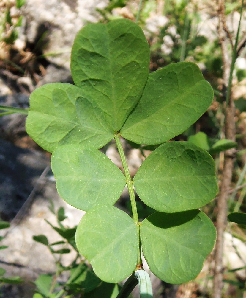 Изображение особи Hippocrepis emeroides.