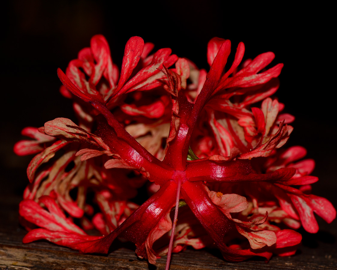 Изображение особи Hibiscus schizopetalus.