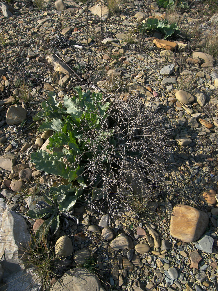 Image of Crambe maritima specimen.