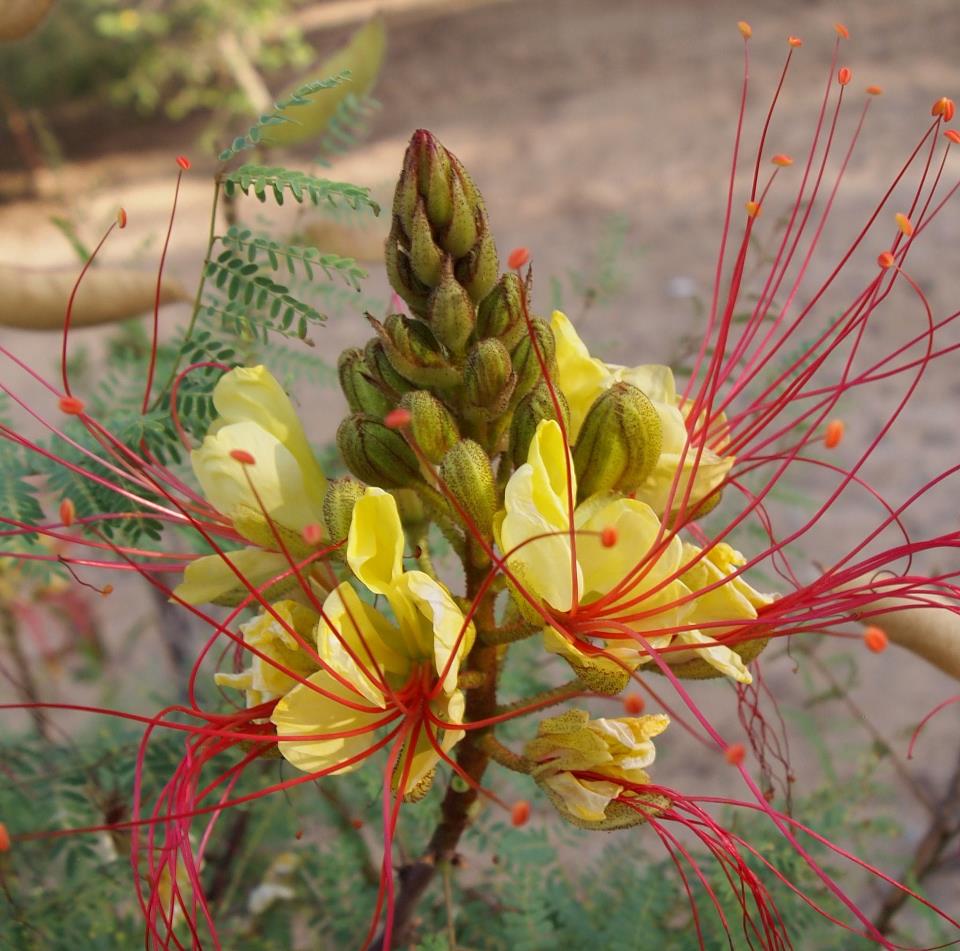 Image of Caesalpinia gilliesii specimen.