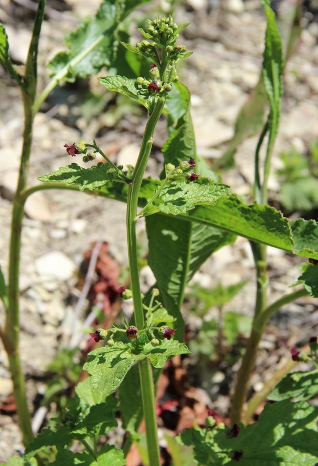 Изображение особи Scrophularia scopolii.