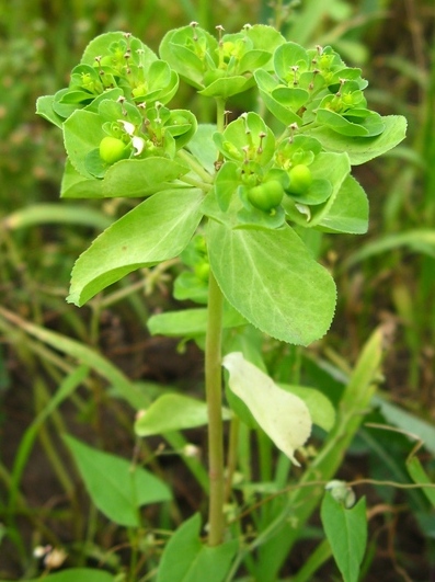 Image of Euphorbia helioscopia specimen.