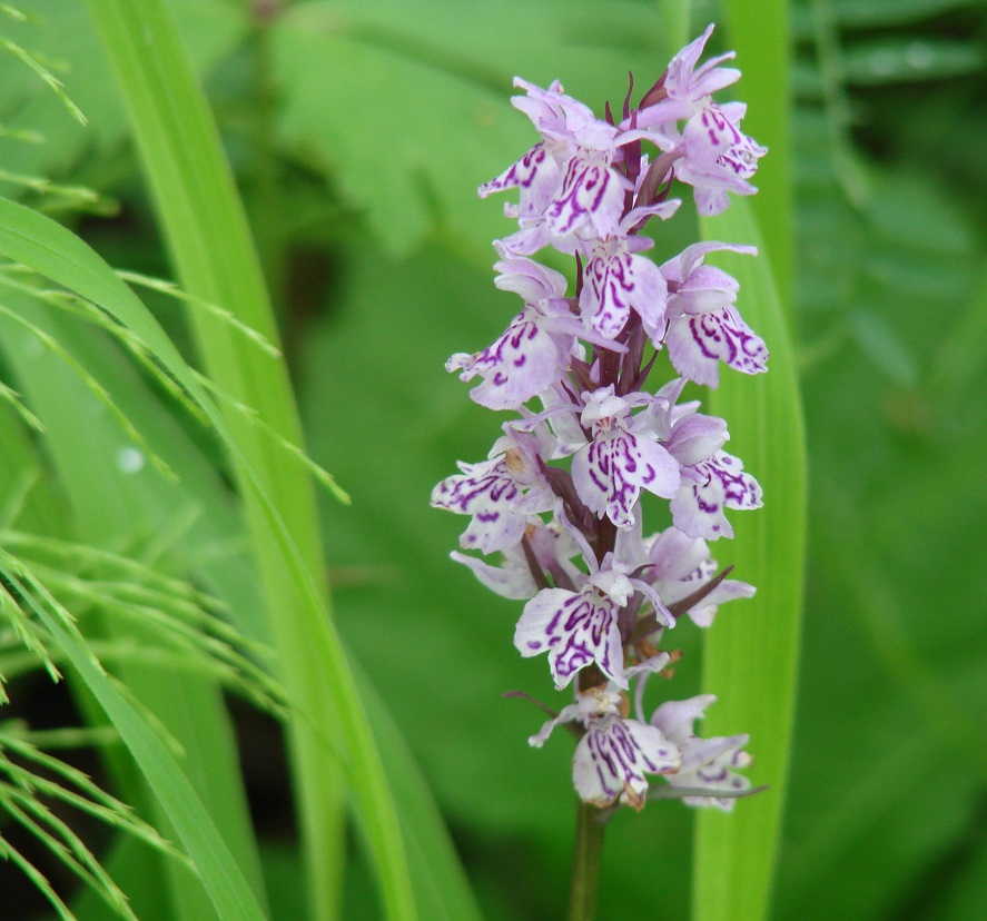 Image of Dactylorhiza fuchsii specimen.