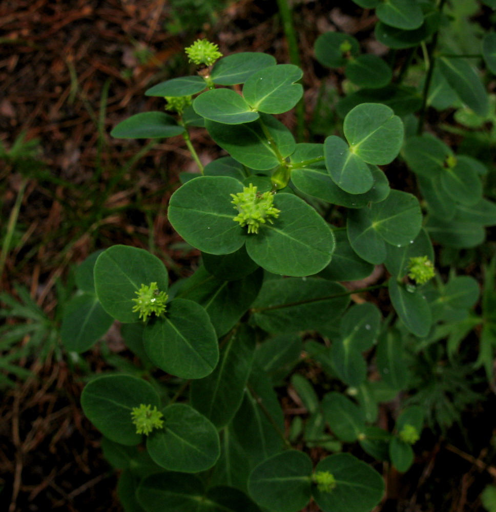 Изображение особи Euphorbia jenisseiensis.