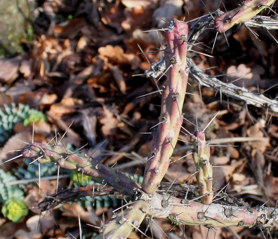 Изображение особи род Cylindropuntia.