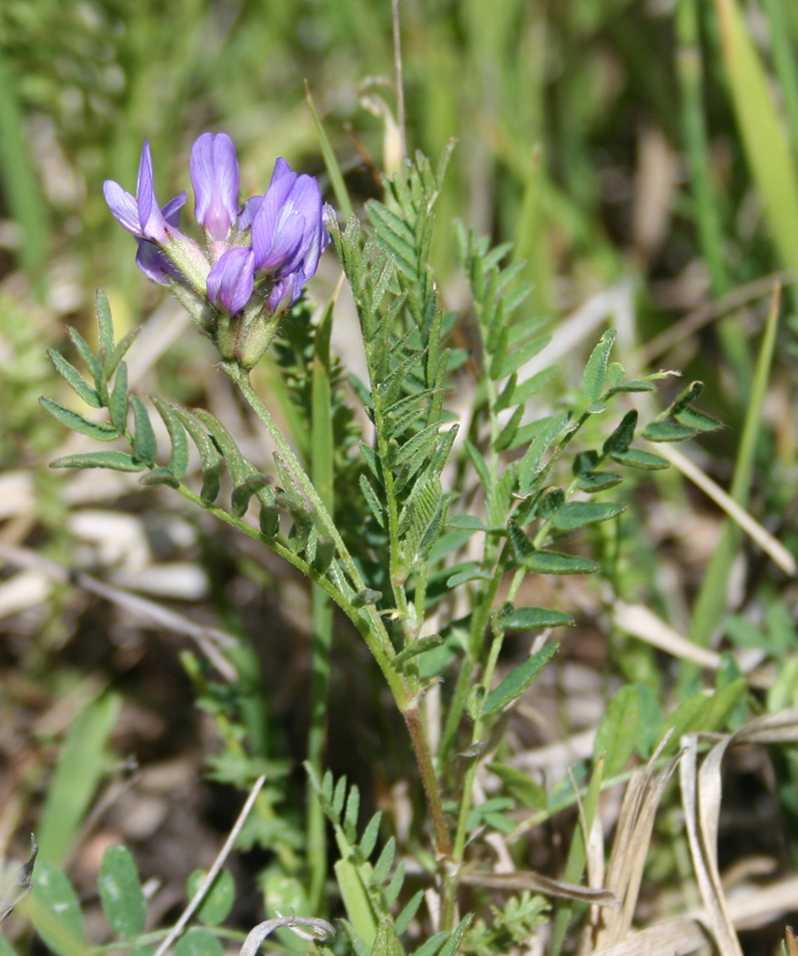 Изображение особи Astragalus danicus.