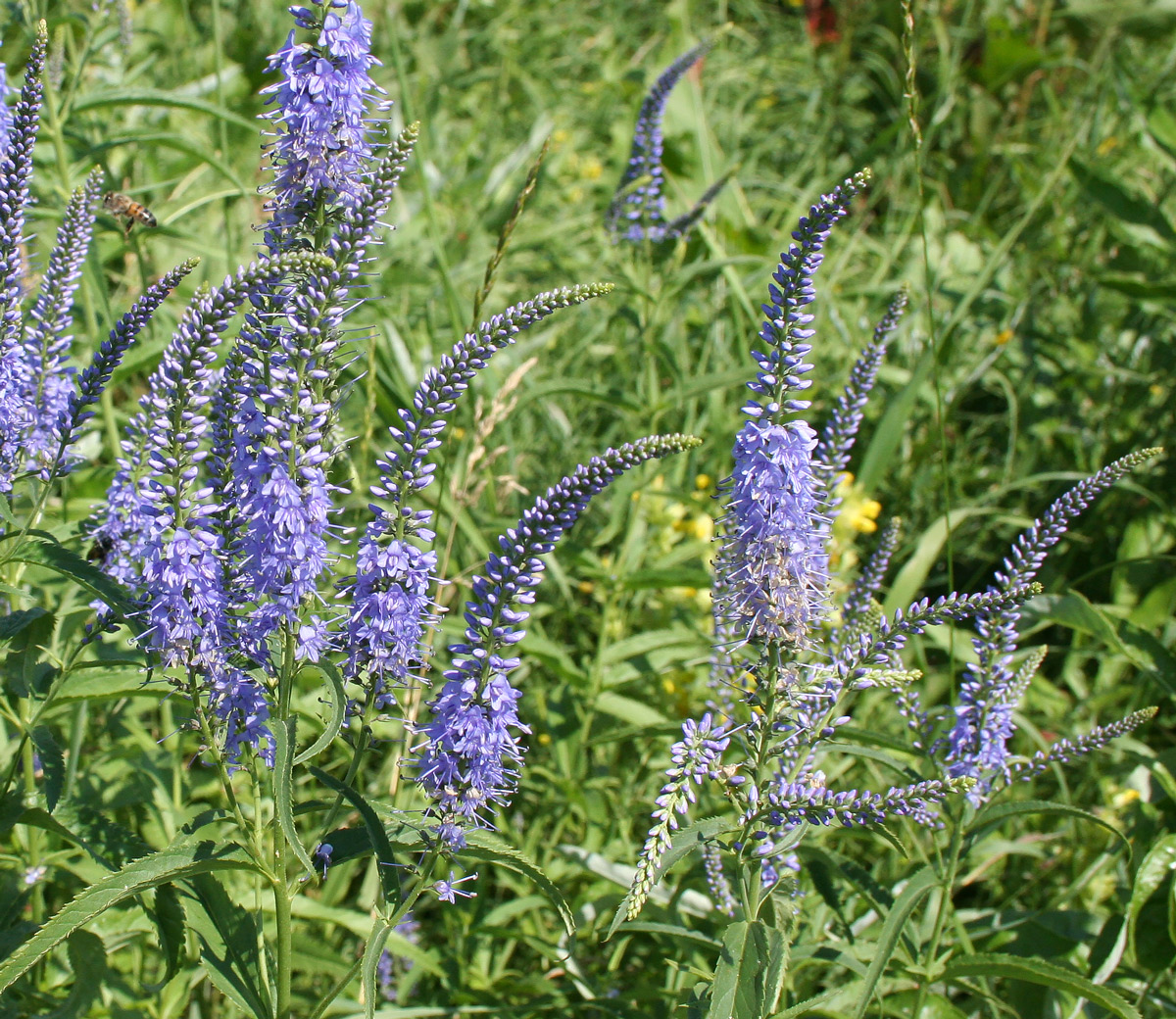 Image of Veronica longifolia specimen.