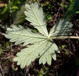 Potentilla argentea