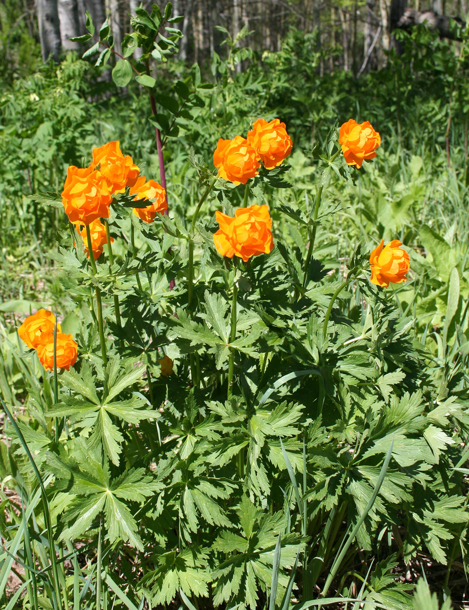 Image of Trollius altaicus specimen.