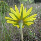 Tragopogon brevirostris