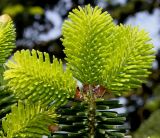 Abies numidica