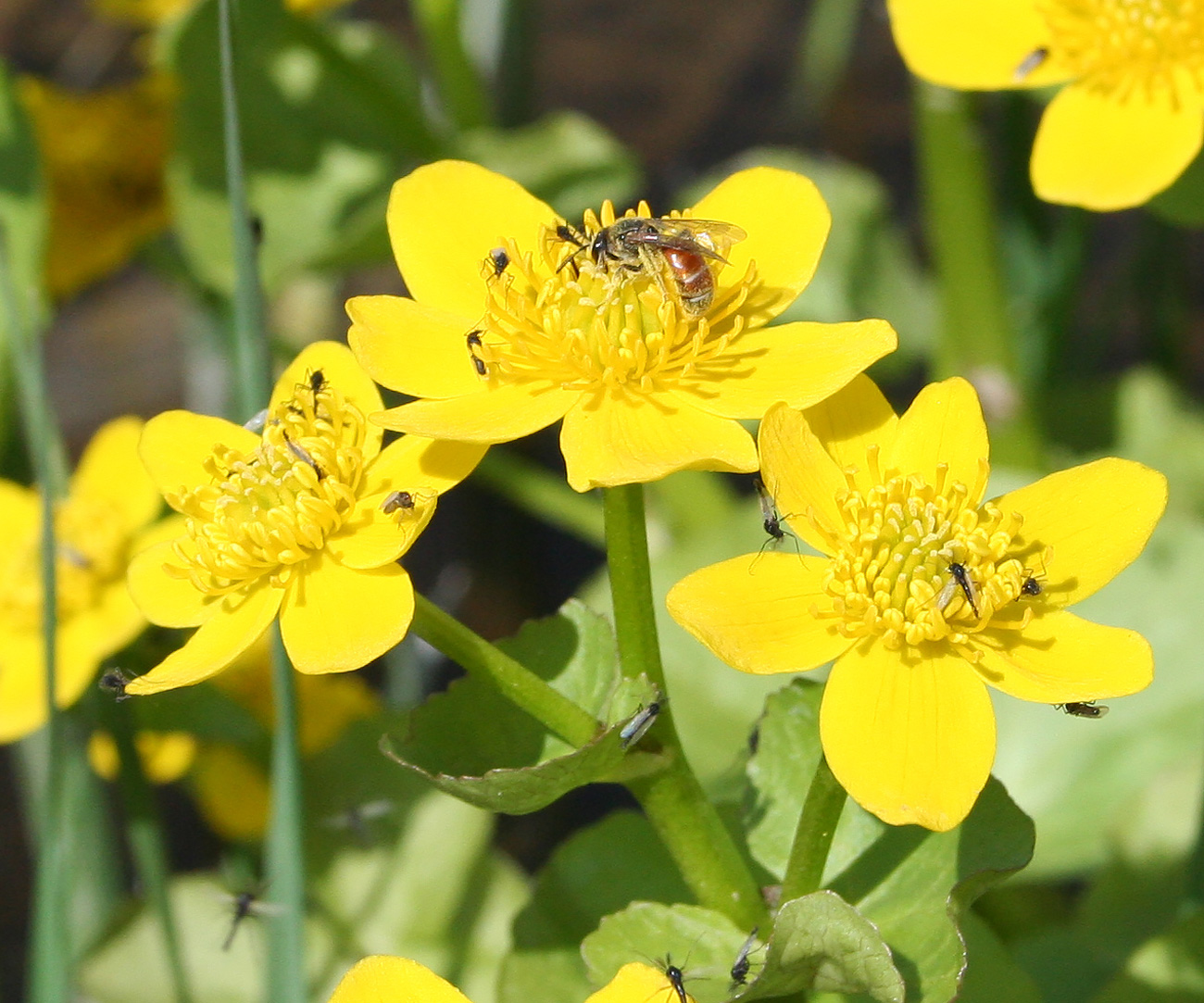 Изображение особи Caltha palustris.