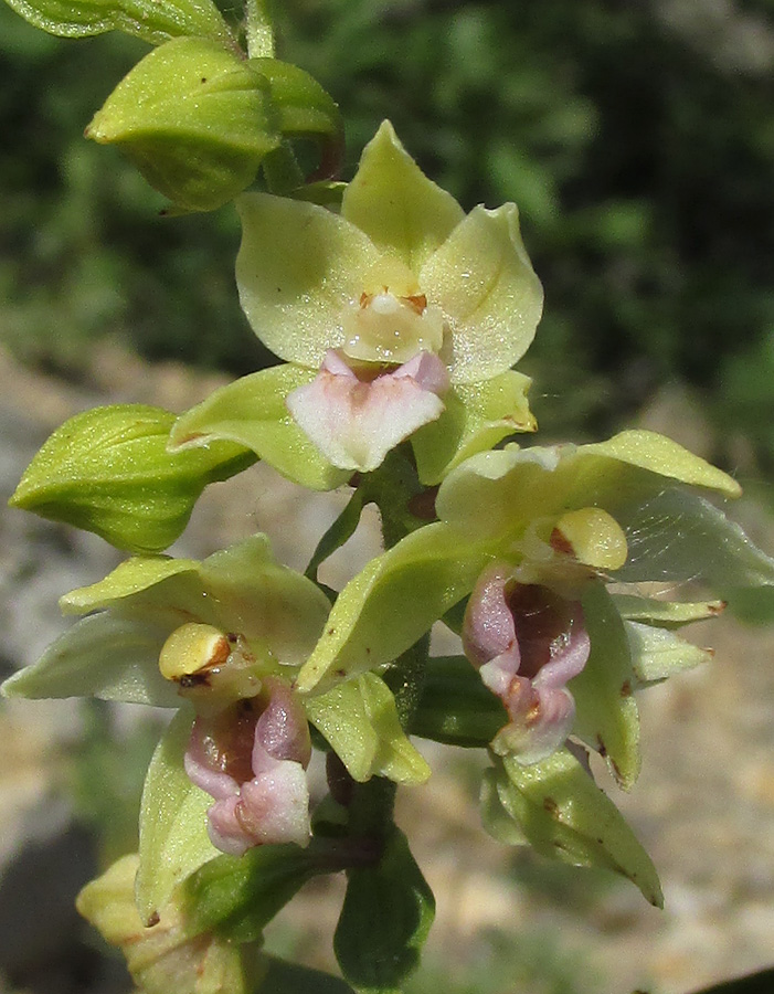 Изображение особи Epipactis helleborine.