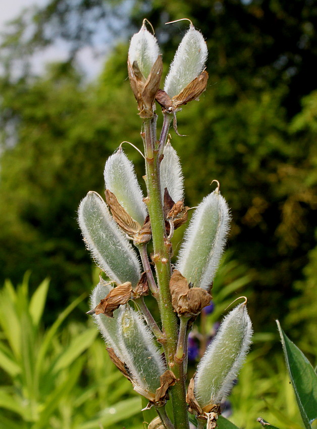 Image of Lupinus polyphyllus specimen.