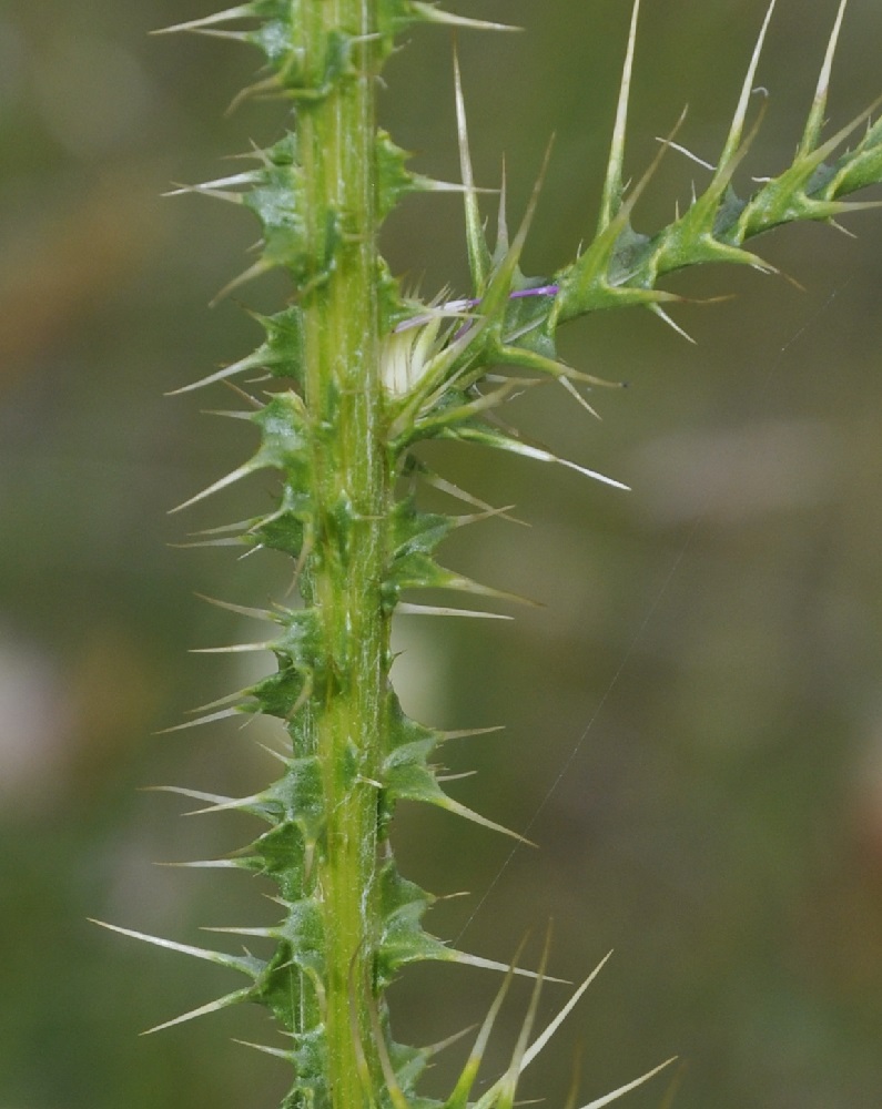 Image of Carduus tmoleus specimen.