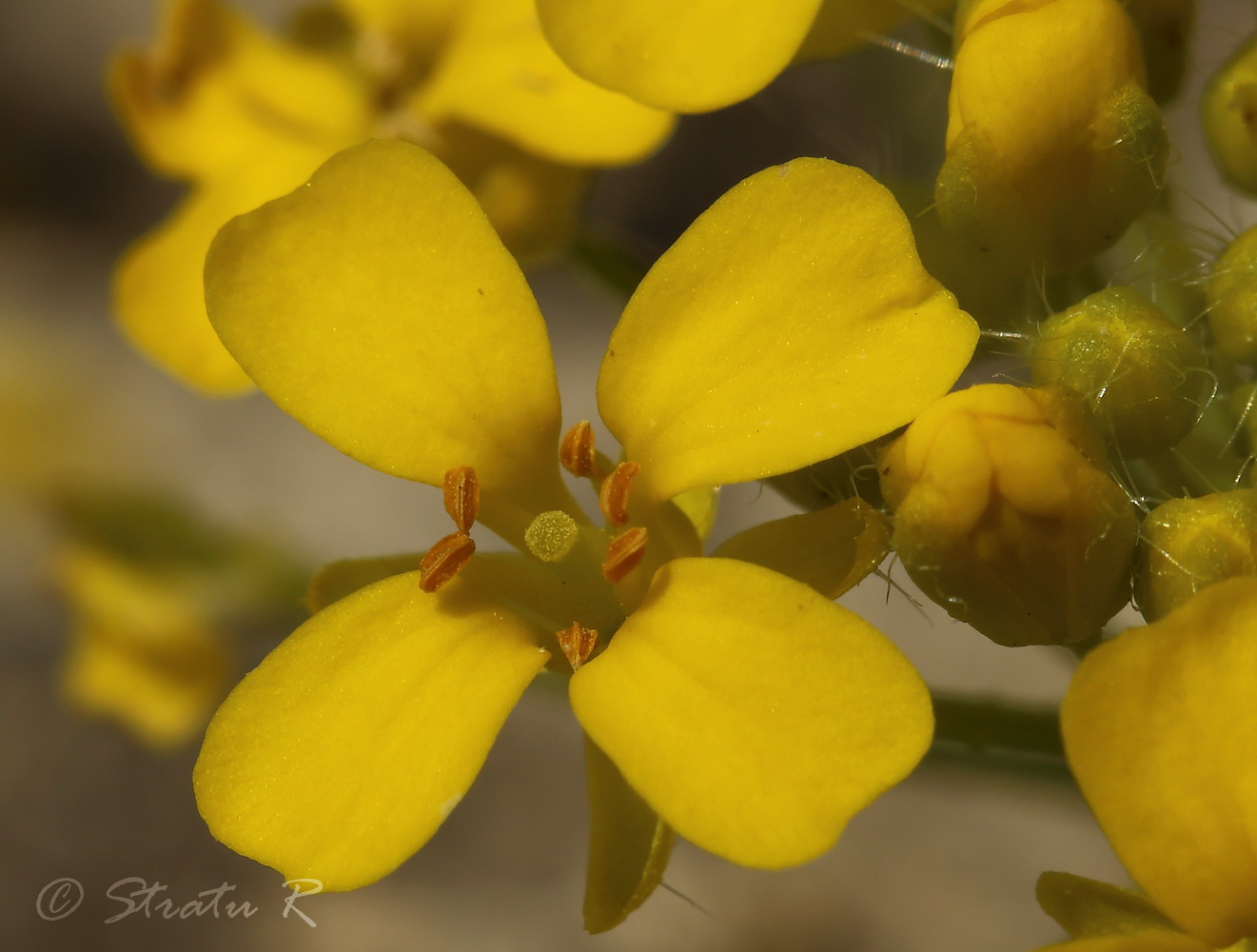 Image of Bunias orientalis specimen.