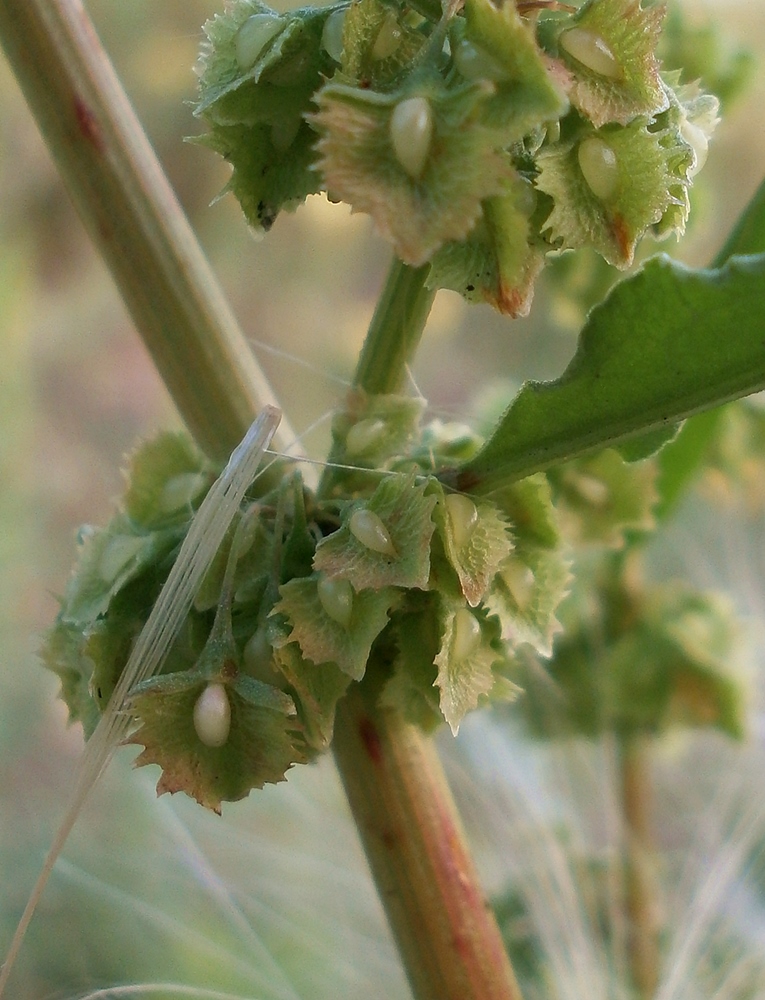 Изображение особи Rumex stenophyllus.