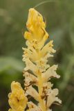 Orobanche form lutescens