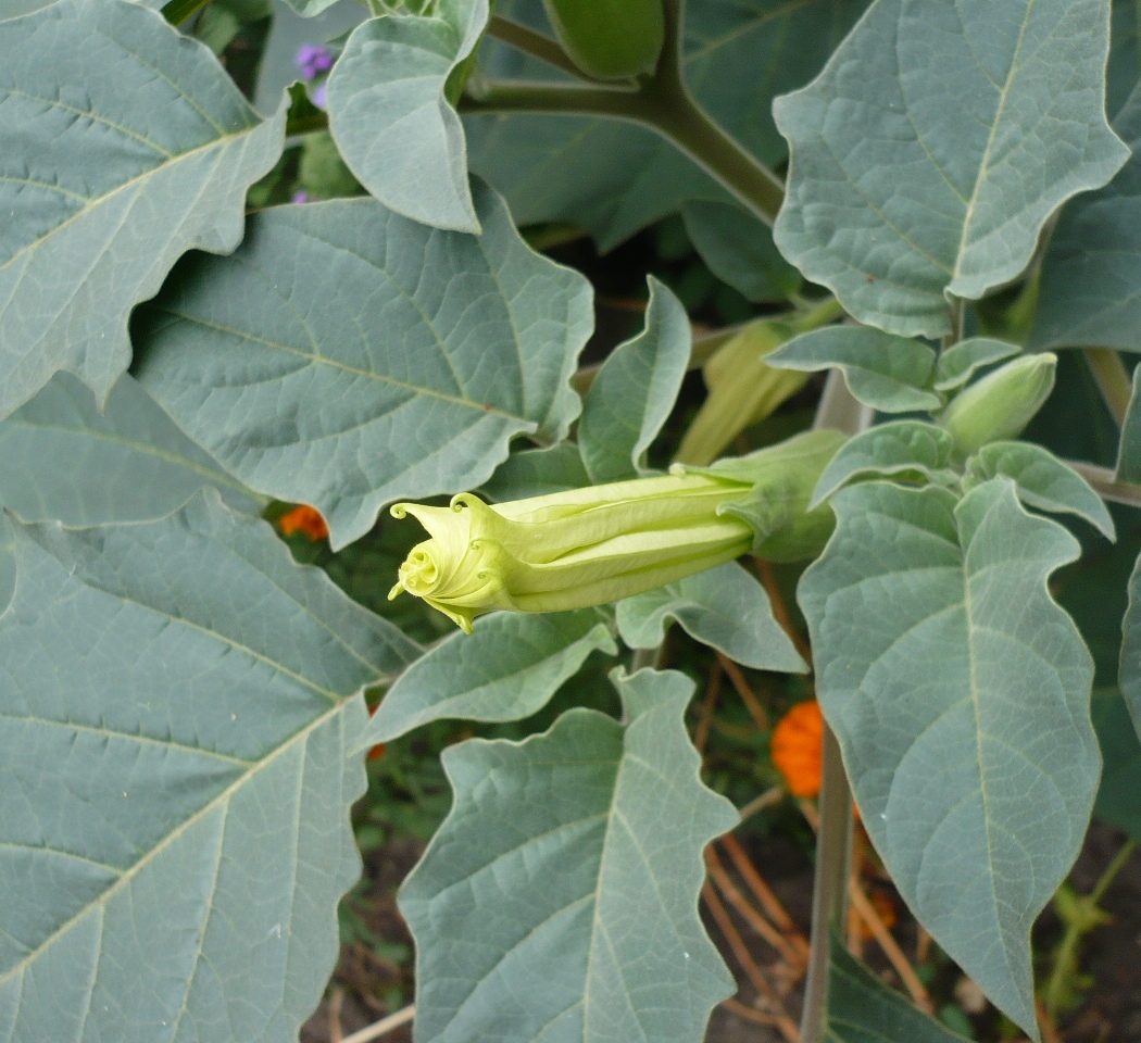 Image of Datura innoxia specimen.