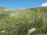 genus Stipa. Цветущее растение. Крымский природный заповедник, Бабуган-Яйла. 19.07.2009.