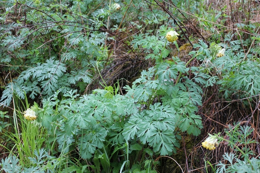 Изображение особи Corydalis nobilis.