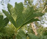 Gunnera tinctoria. Лист (нижняя сторона). Германия, г. Дюссельдорф, Ботанический сад университета. 05.09.2014.