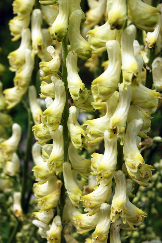 Изображение особи Aconitum barbatum.