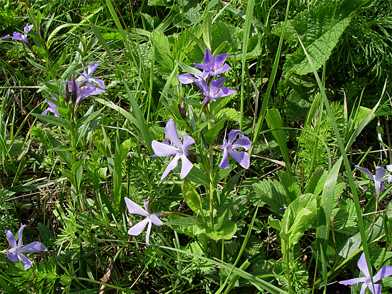 Image of Vinca herbacea specimen.