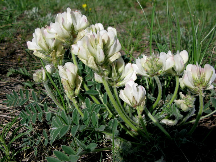 Image of Hedysarum turczaninovii specimen.