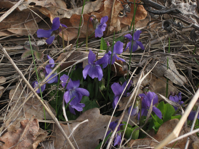 Image of Viola hirta specimen.