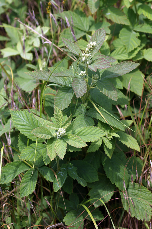 Image of Rubus canescens specimen.