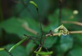 Impatiens parviflora