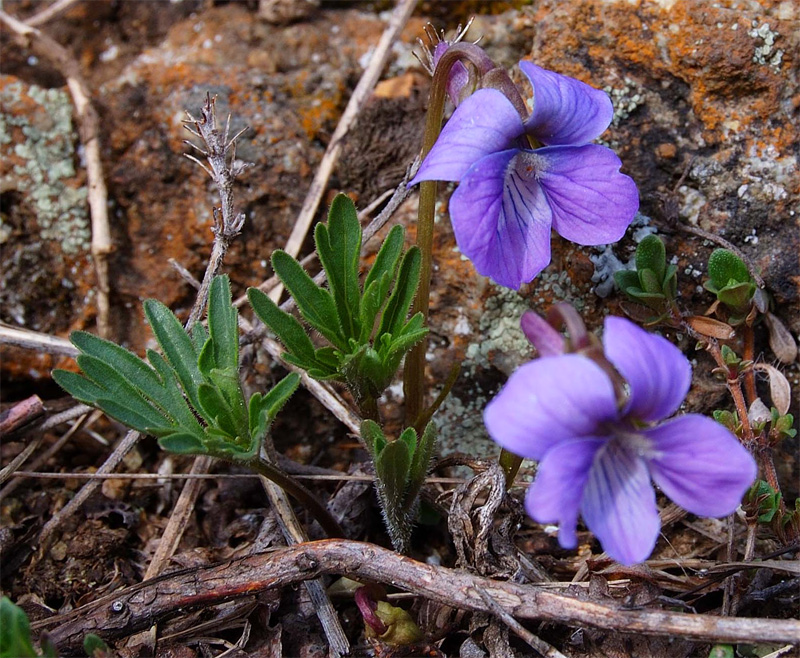 Изображение особи Viola milanae.