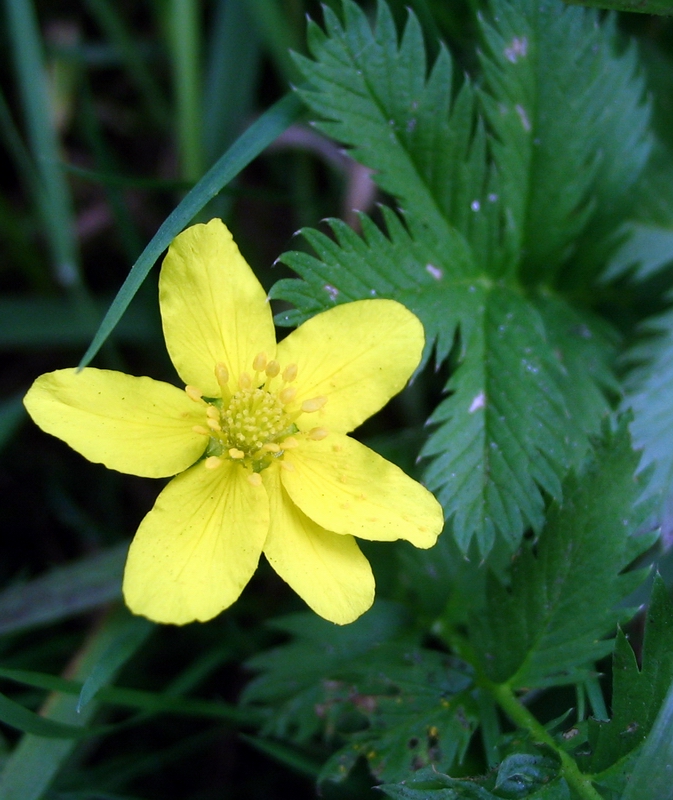 Image of Potentilla anserina specimen.