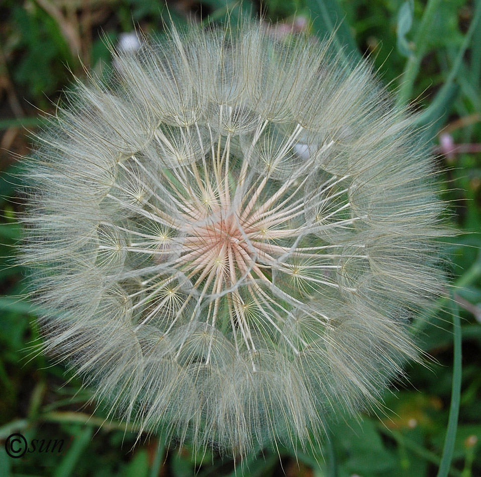 Изображение особи Tragopogon dubius ssp. major.