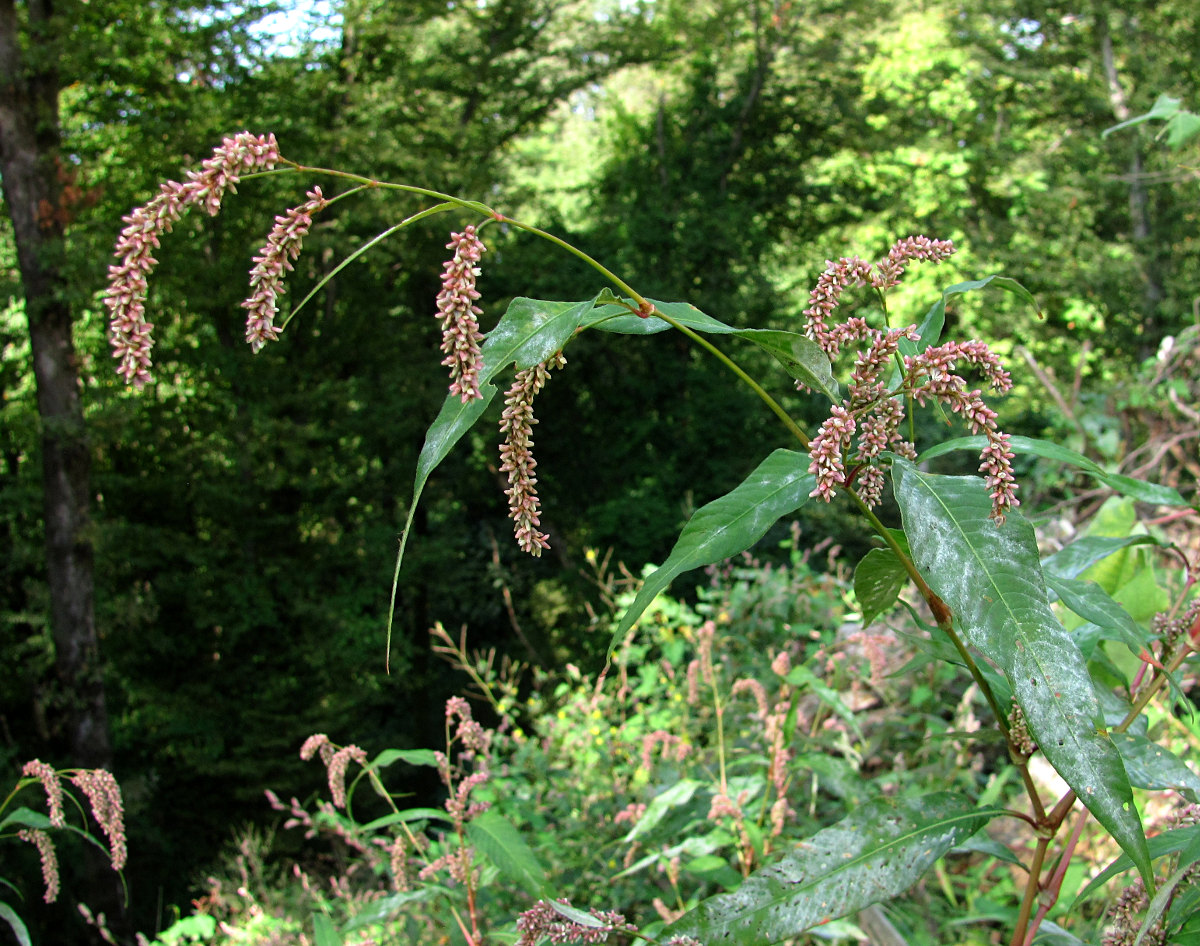 Изображение особи Persicaria lapathifolia.