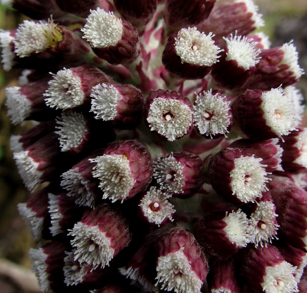 Image of Petasites hybridus specimen.