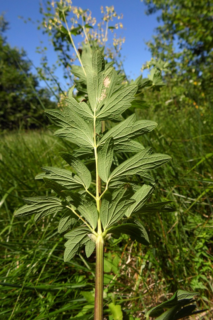 Image of Thalictrum simplex specimen.