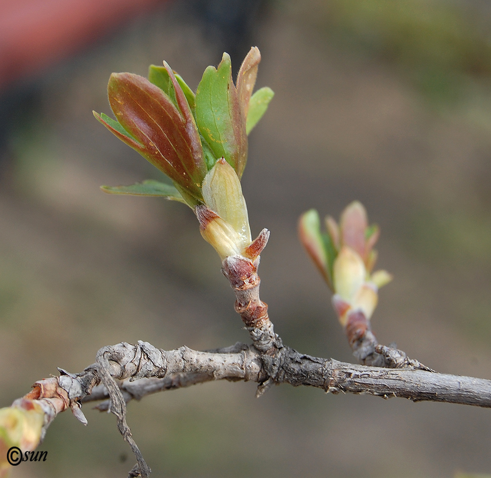 Изображение особи Grossularia uva-crispa.